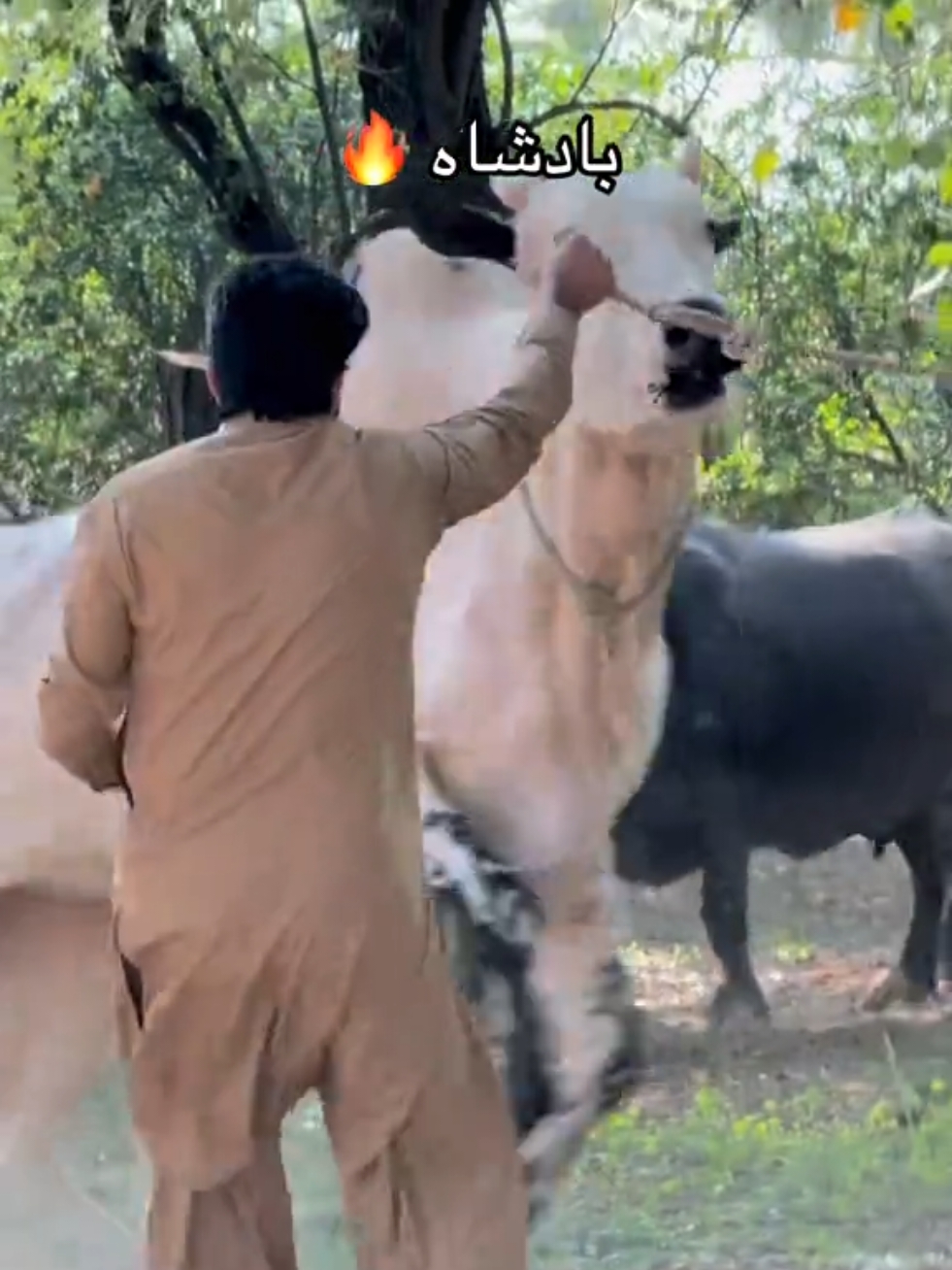 @Abdullah جان❤️🔥