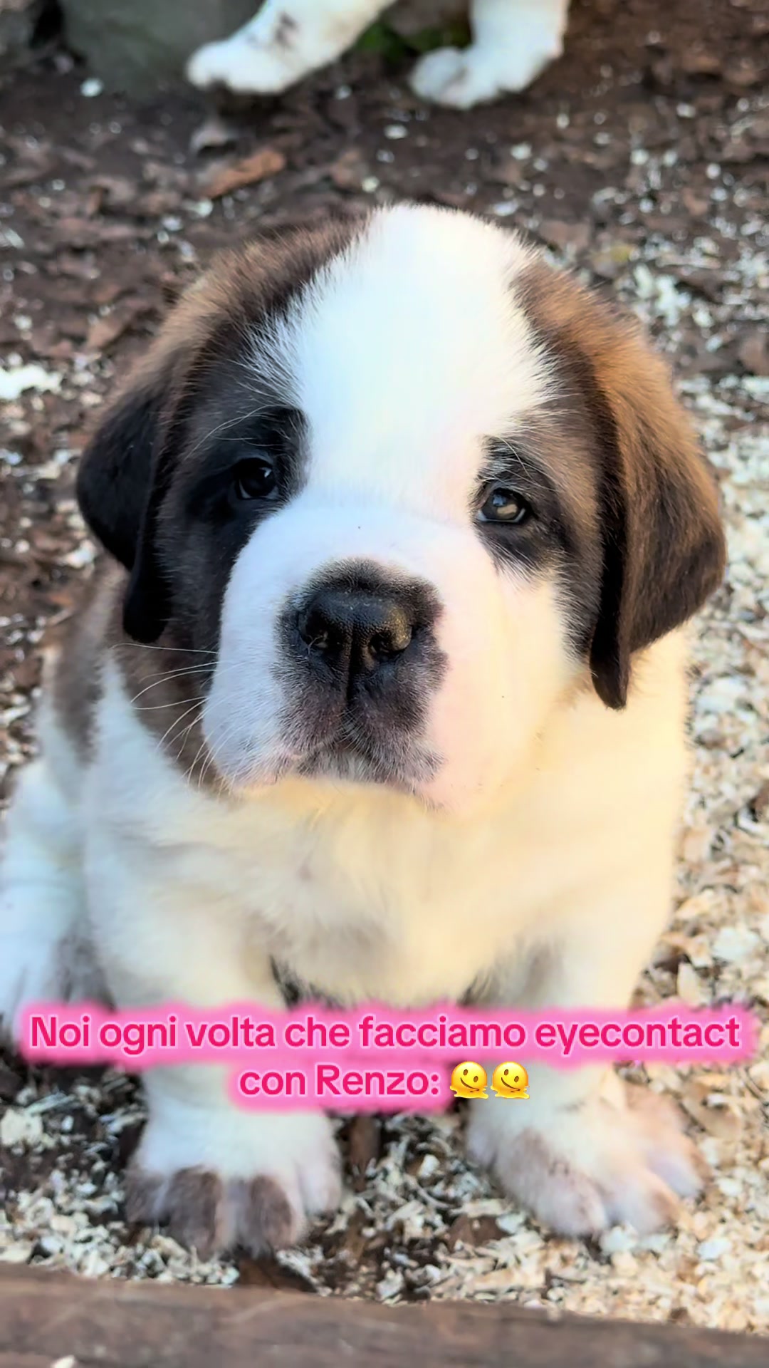 @Allevamento Piccolo Paradiso