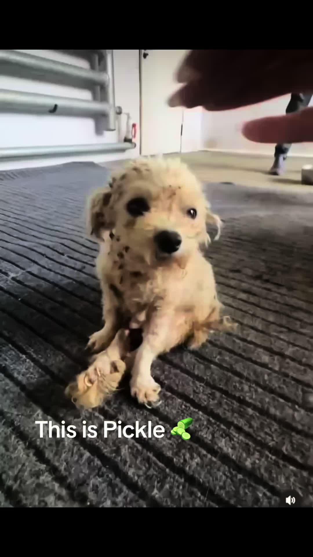 @BrokenBiscuits.org