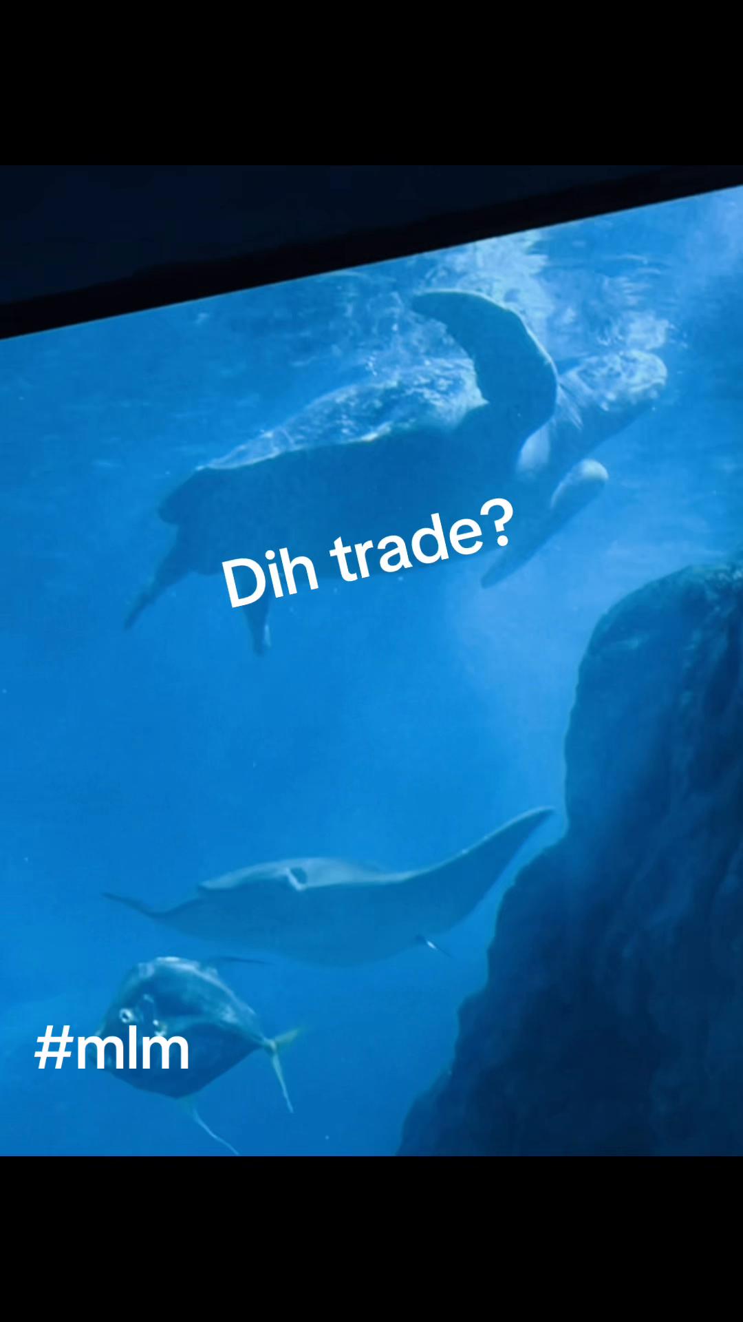 @Mlm trade 41🔃