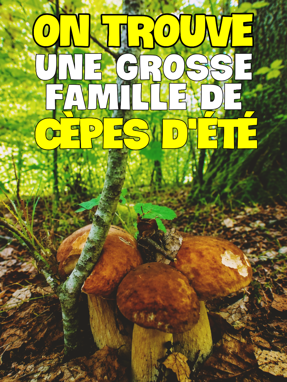 @Dan 🍄🟫 Le Champologue