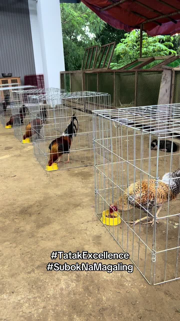 @Niño Colours Gamefarm