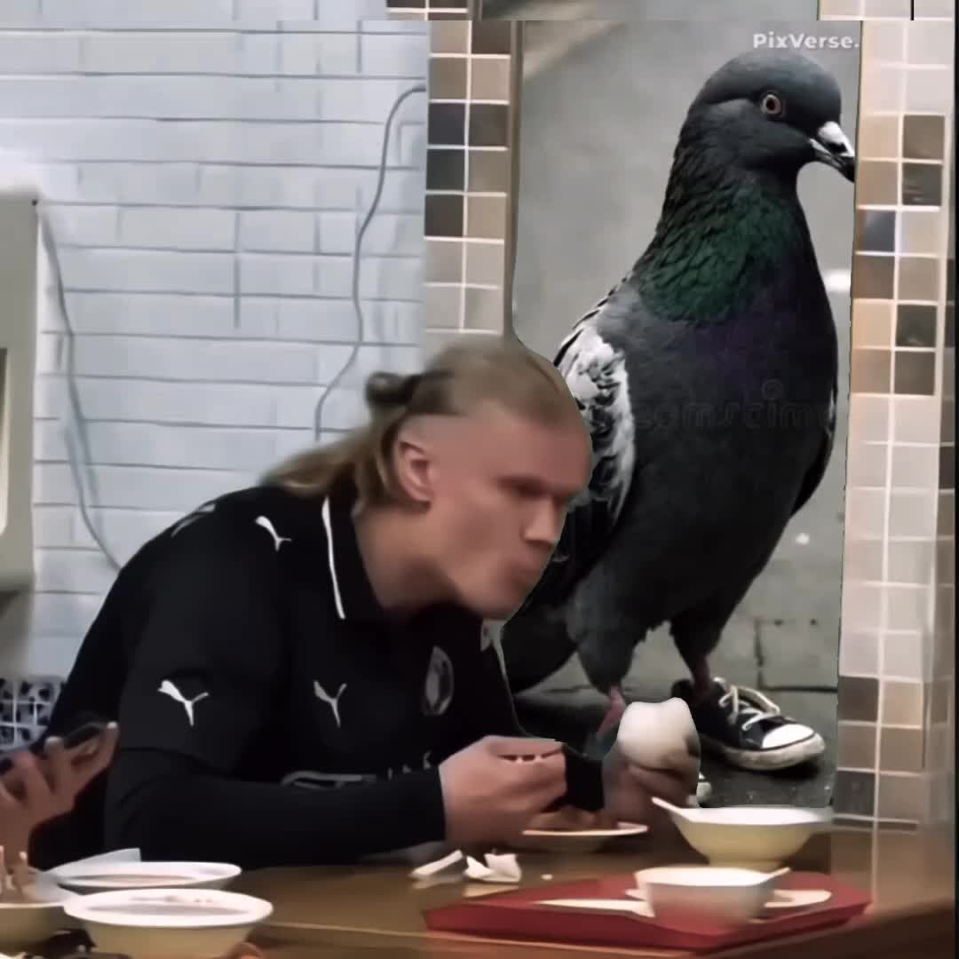 @pigeon_og