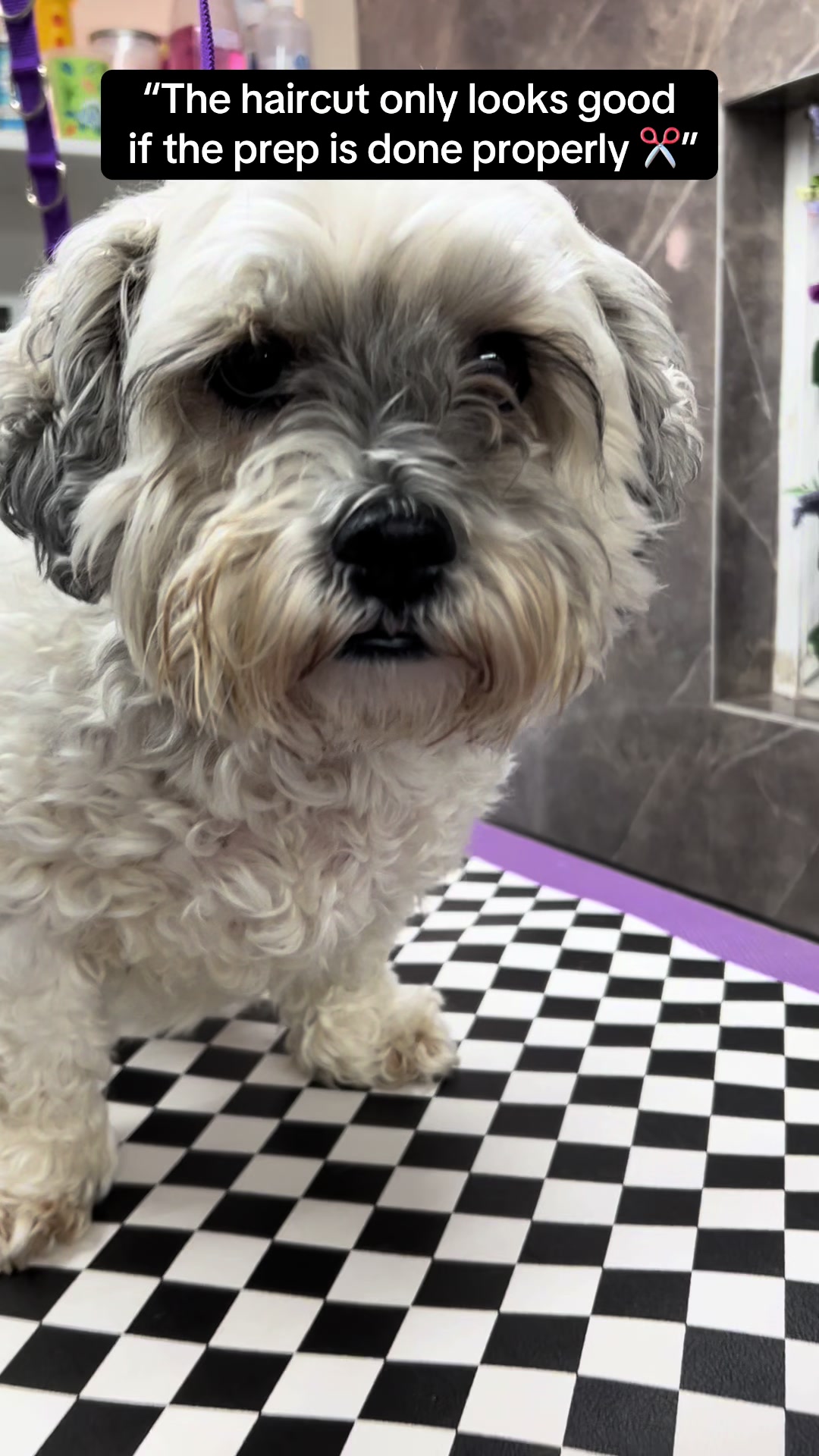 @Poochiepoosdoggrooming