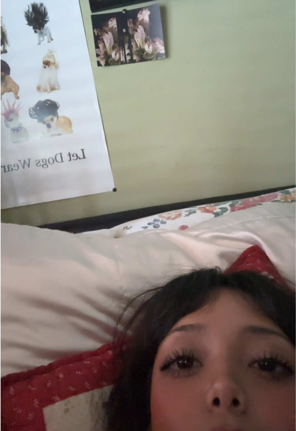 @vane =^•ﻌ•^=
