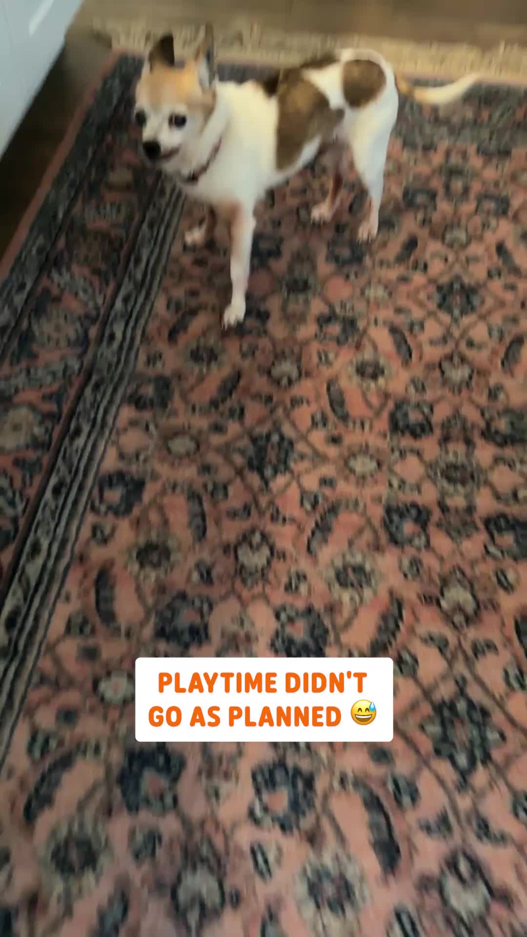 @Pawsome Pets