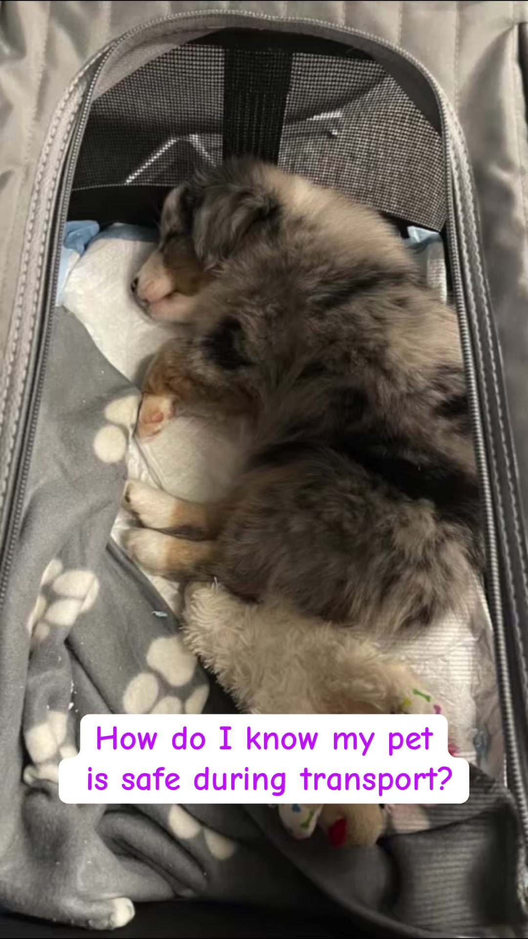 @Petworks.com