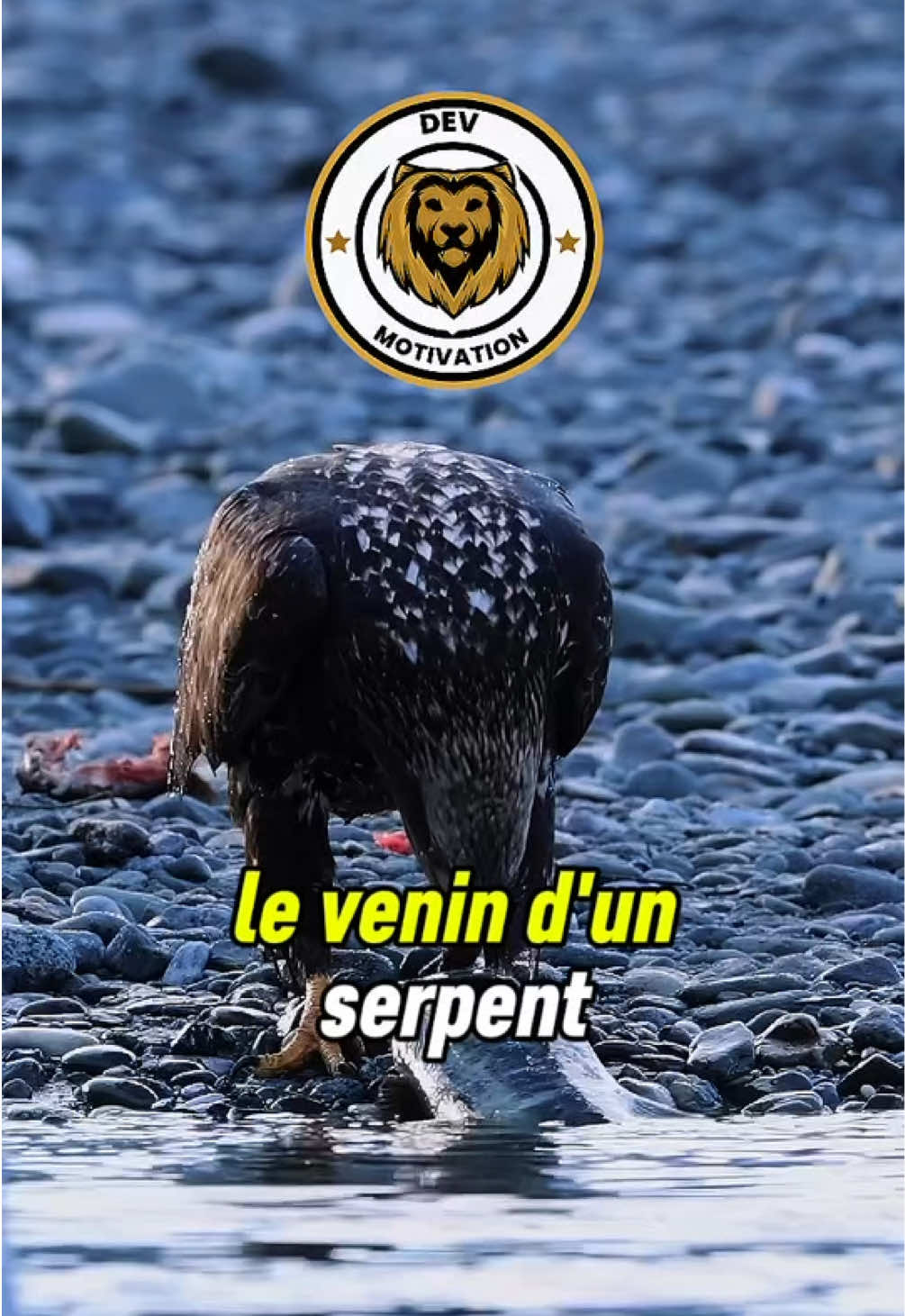 @Devmotivation