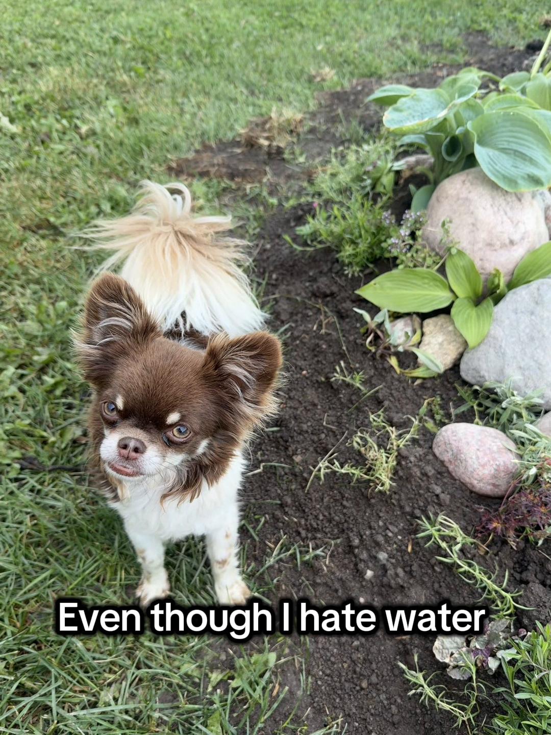 @MorrisMiniDog
