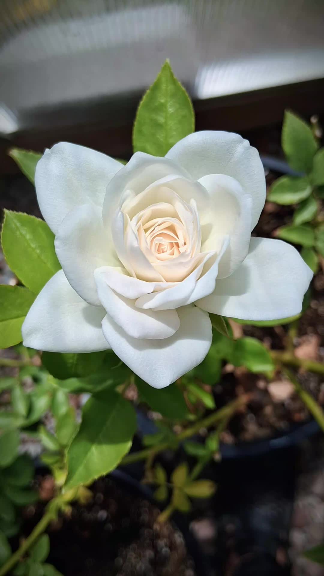 @RoseGardenMT
