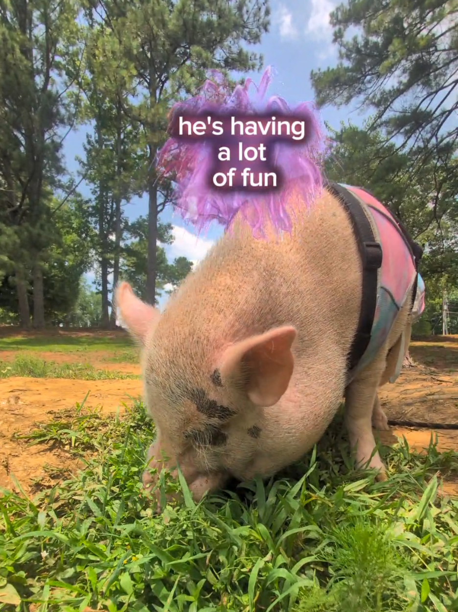 @OnePigHappyFamily