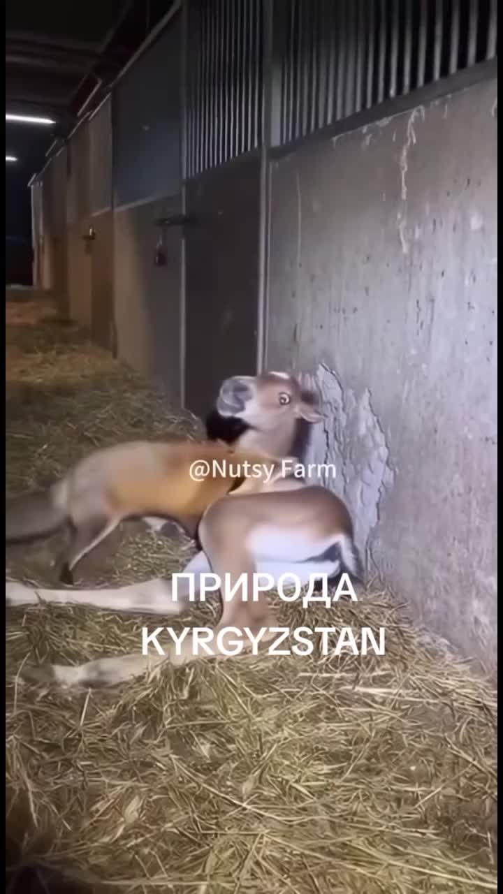 @Aidarali Maasaliev