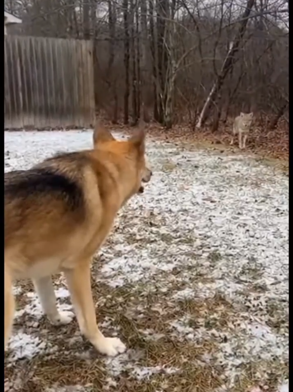 @animalslife2026