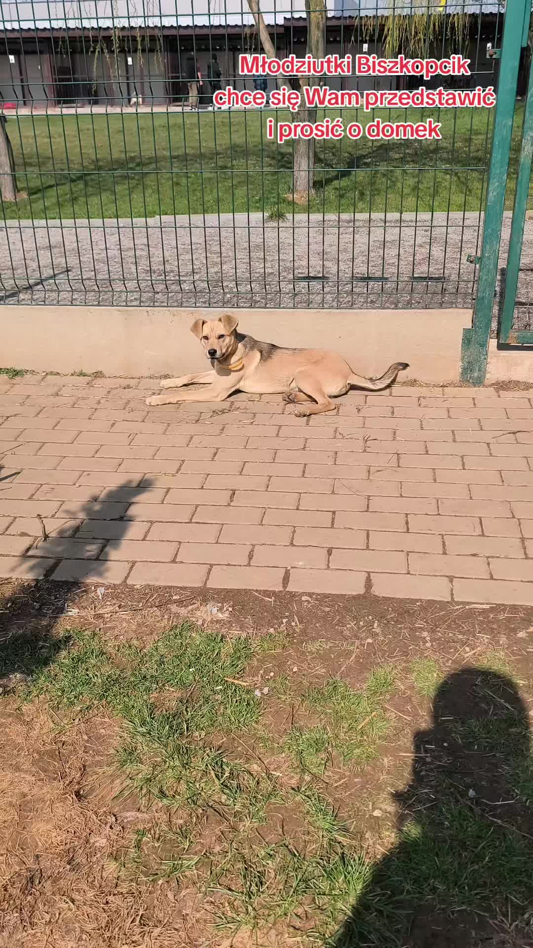 @Bezdomniaki_ze_śląska