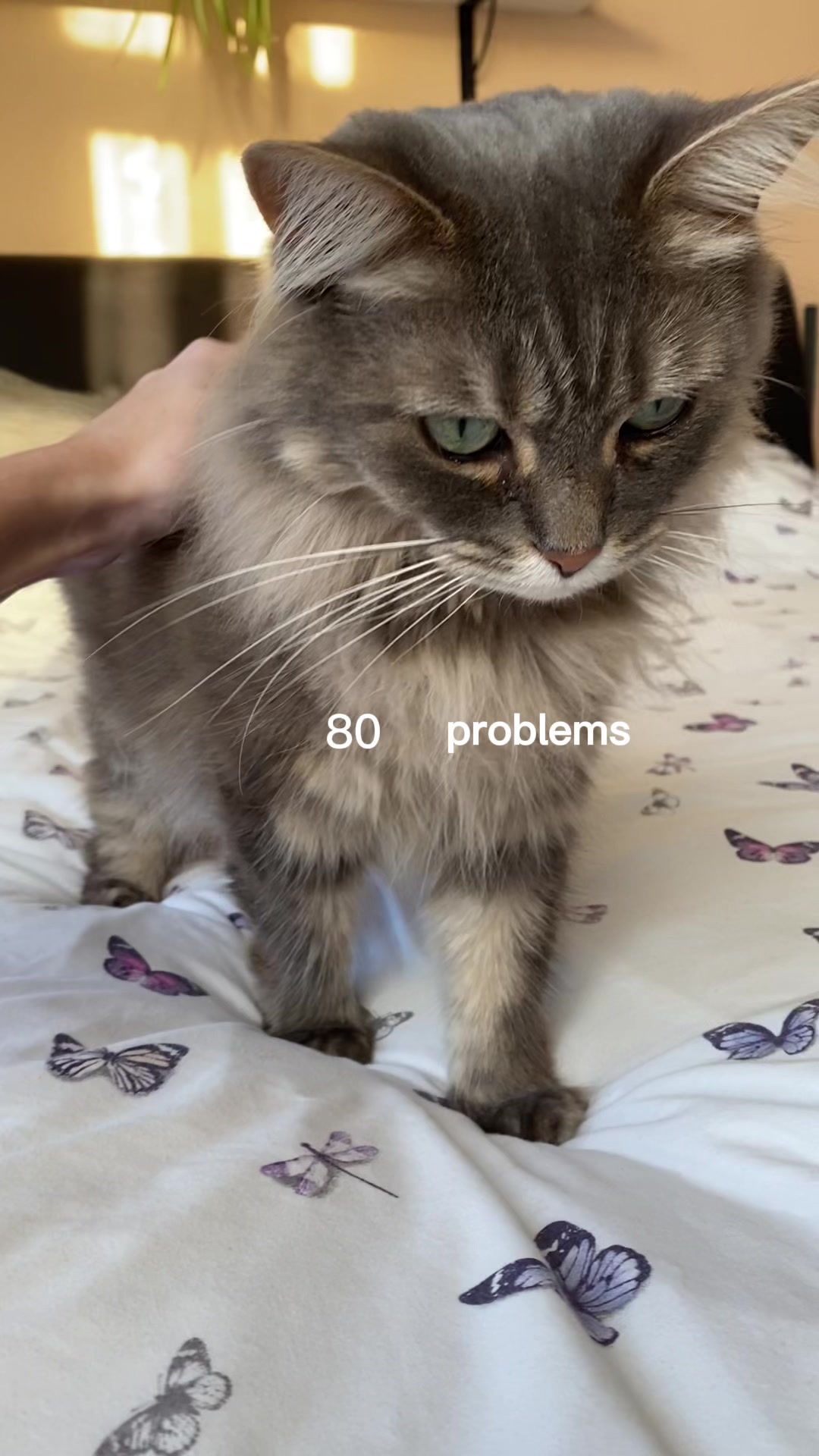 @Meow Town
