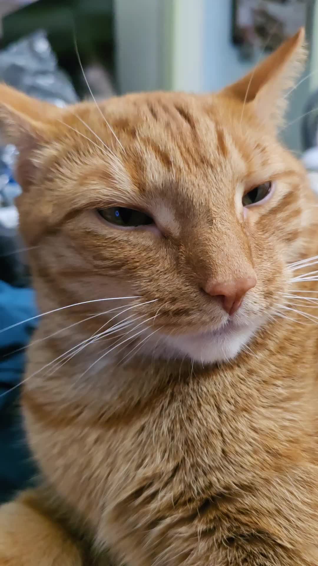@SudzyDudz77❤️🐱💚