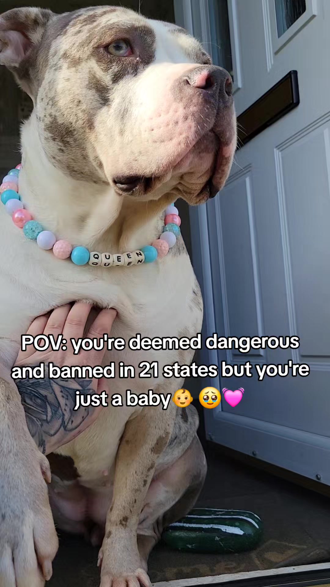 @kirsty+starlight the xl bully
