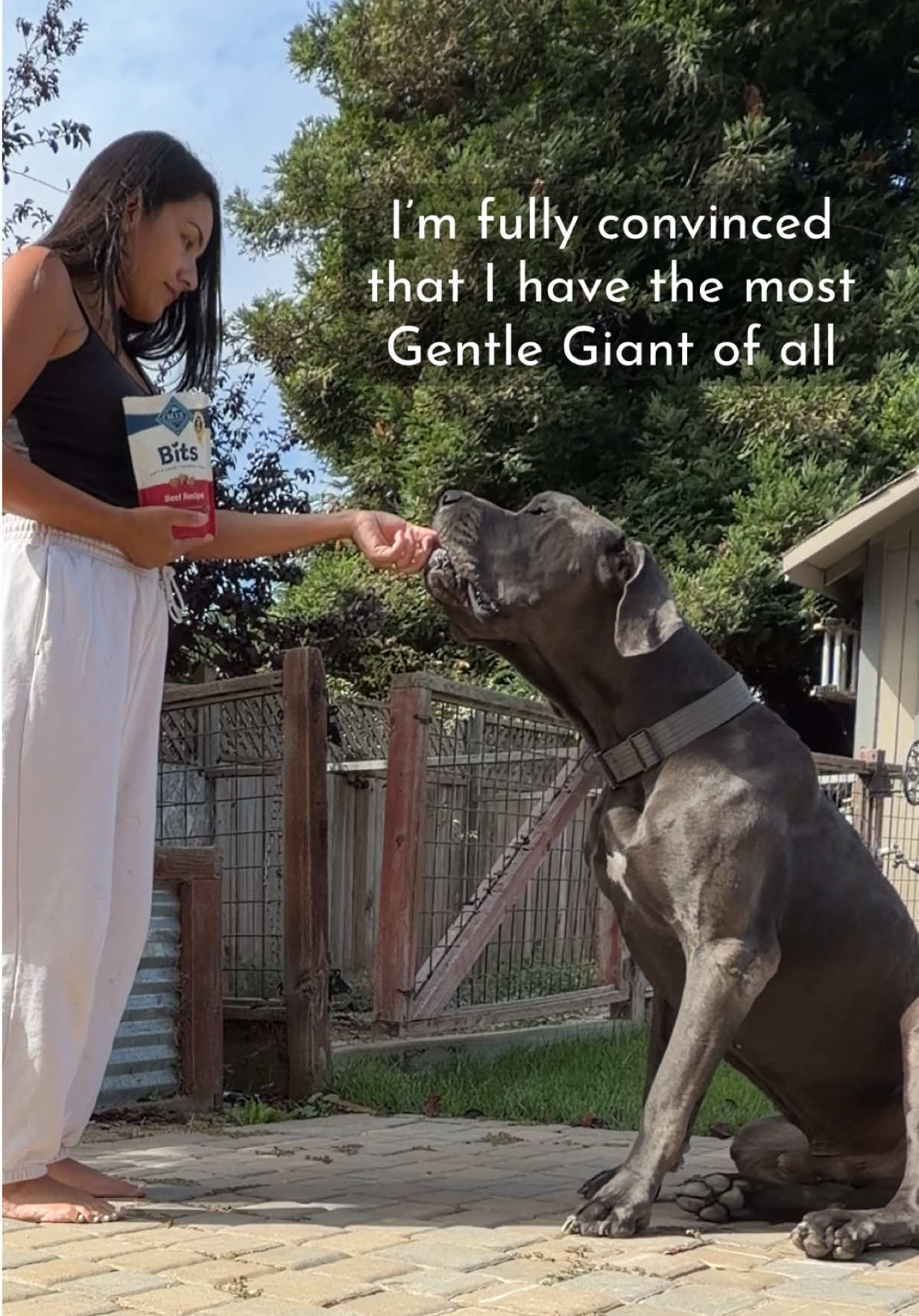 @GUNNER | Great Dane