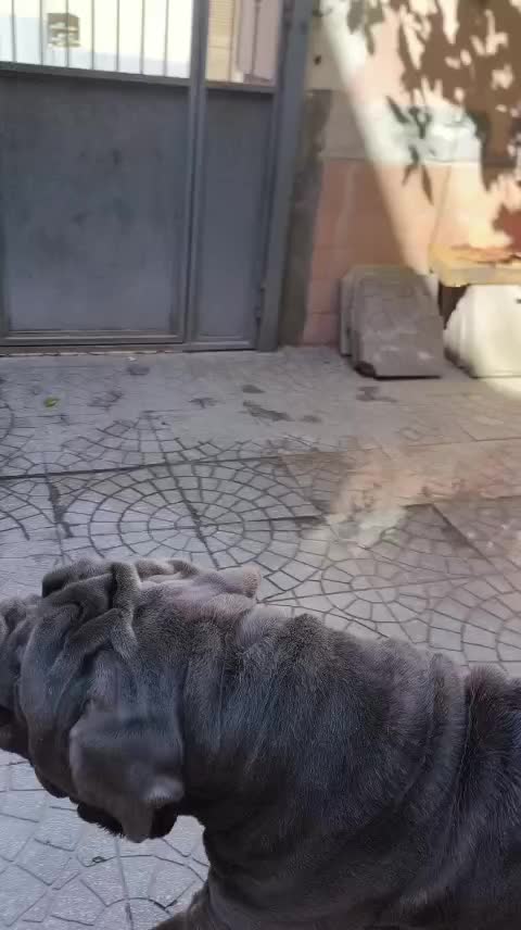 @fortunaserra