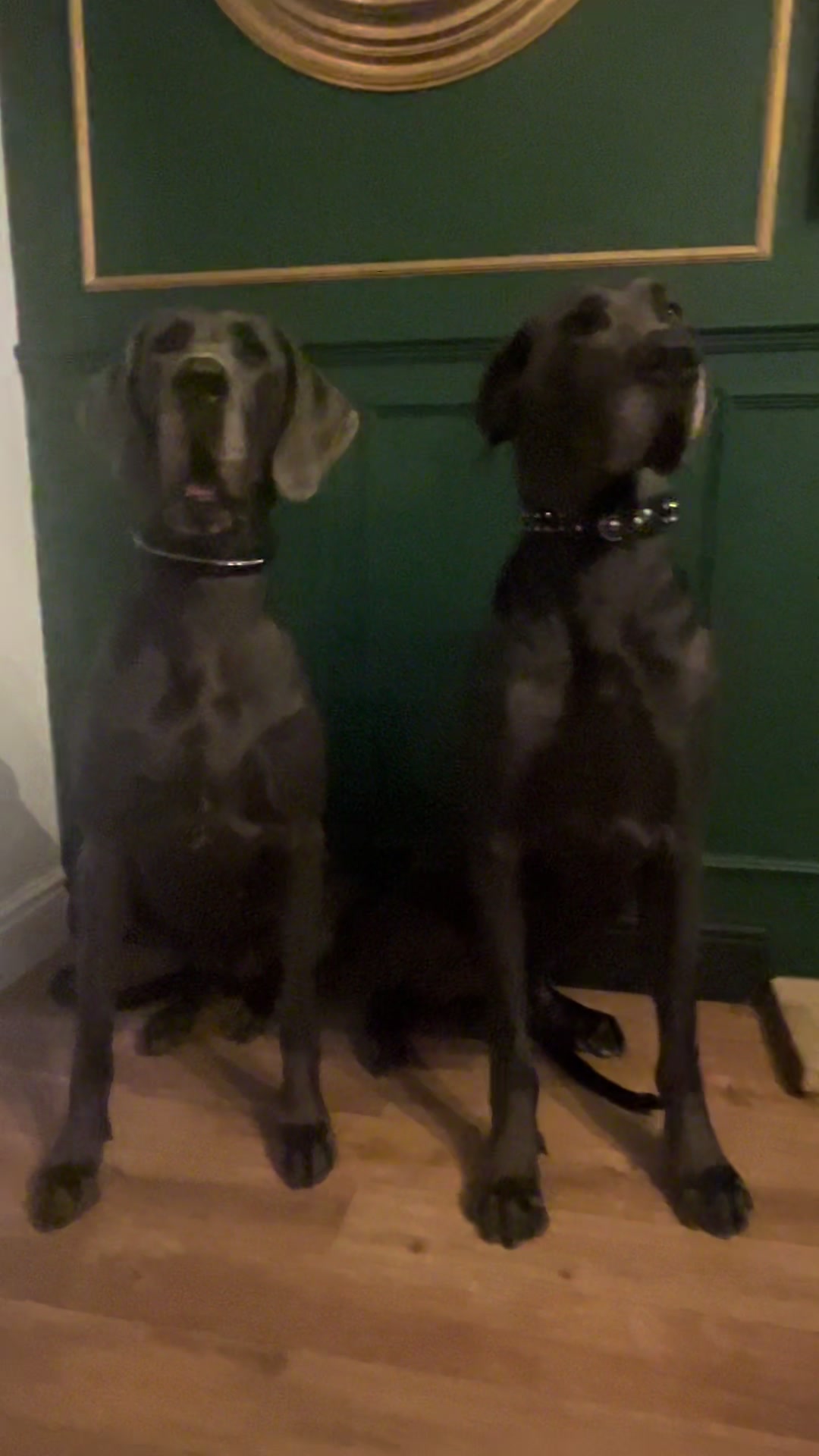 @Chateaudain Great Danes
