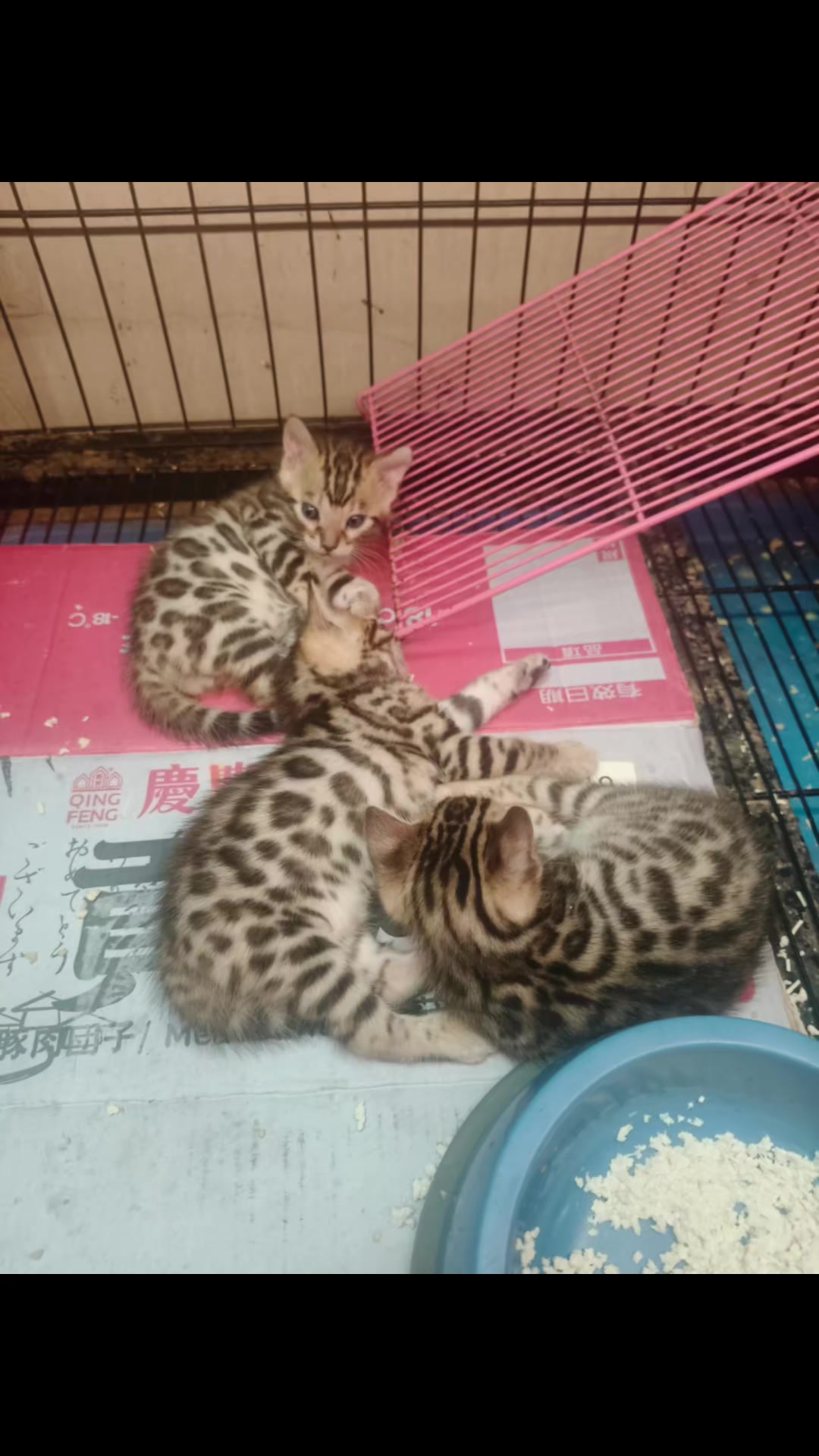 @豹貓老爹