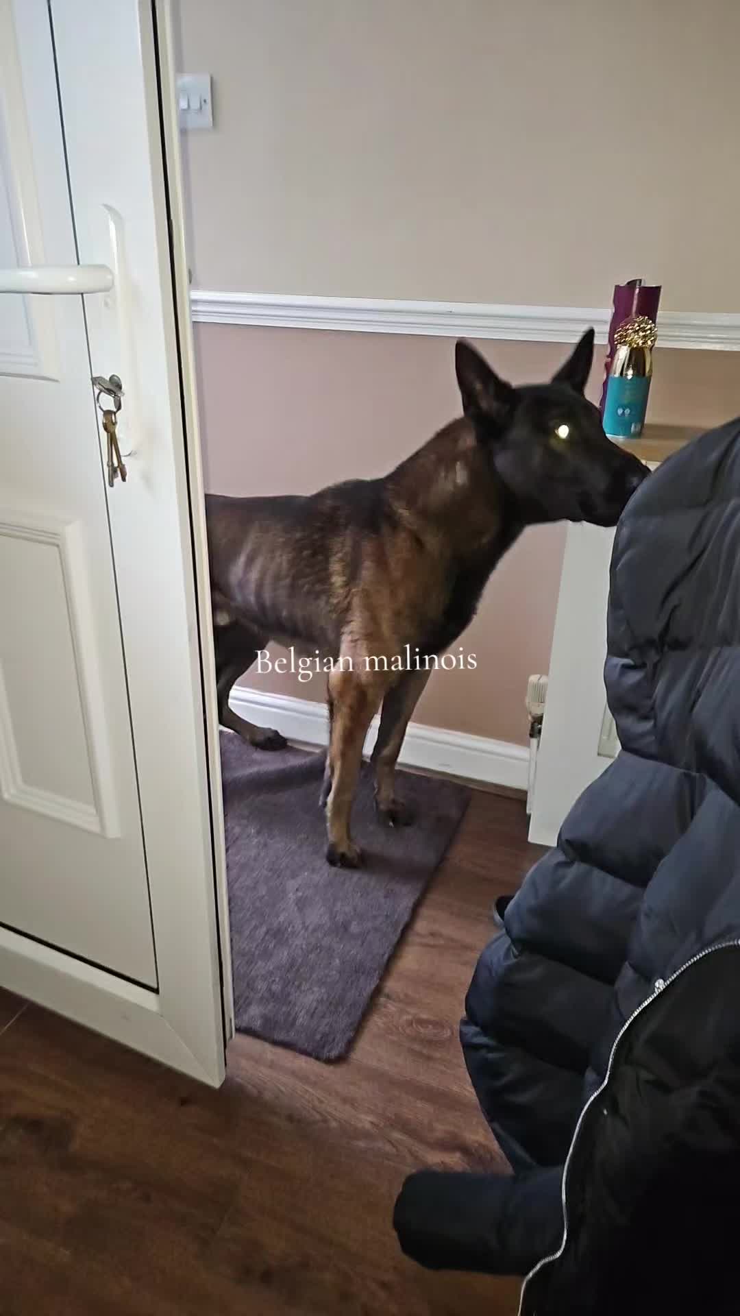 @K9Malinois