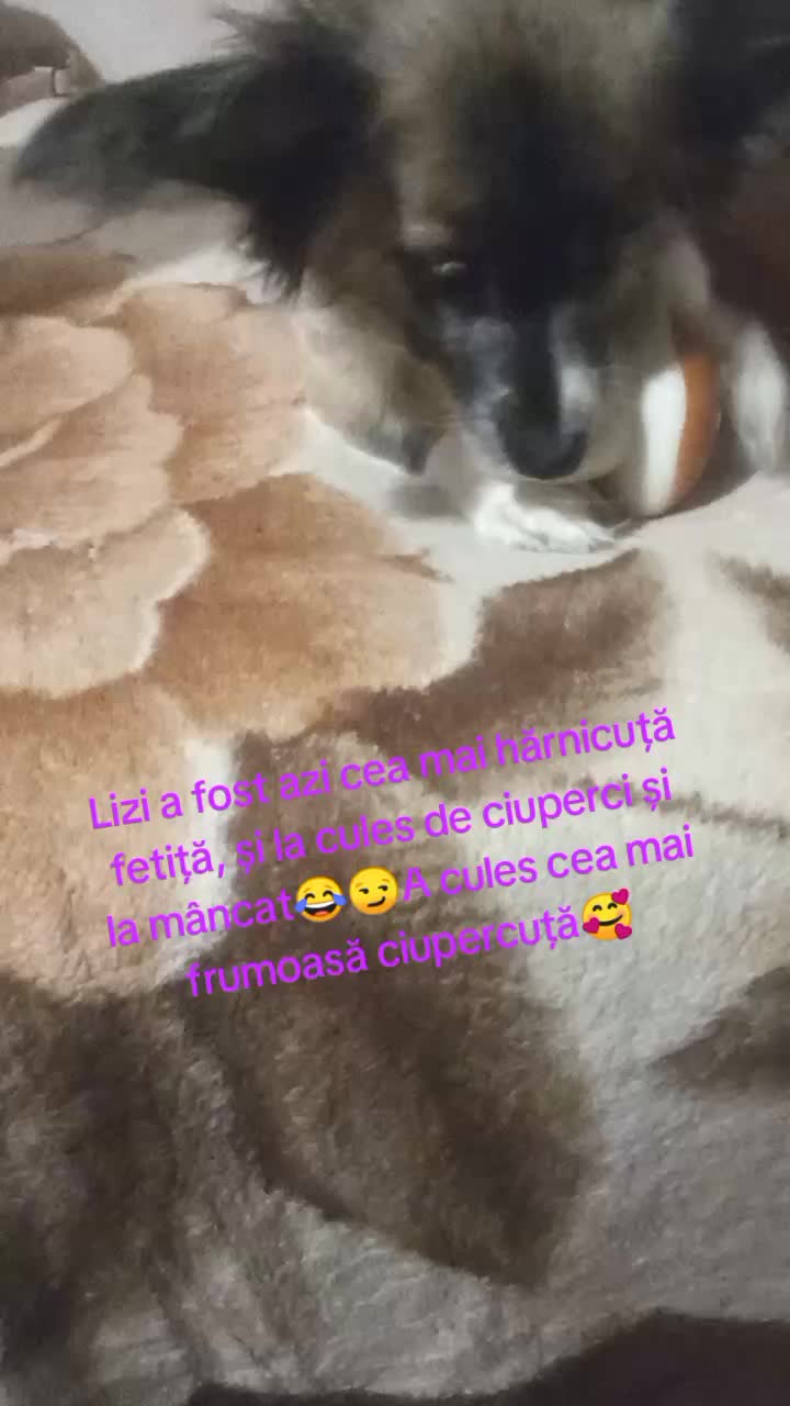 @francesca
