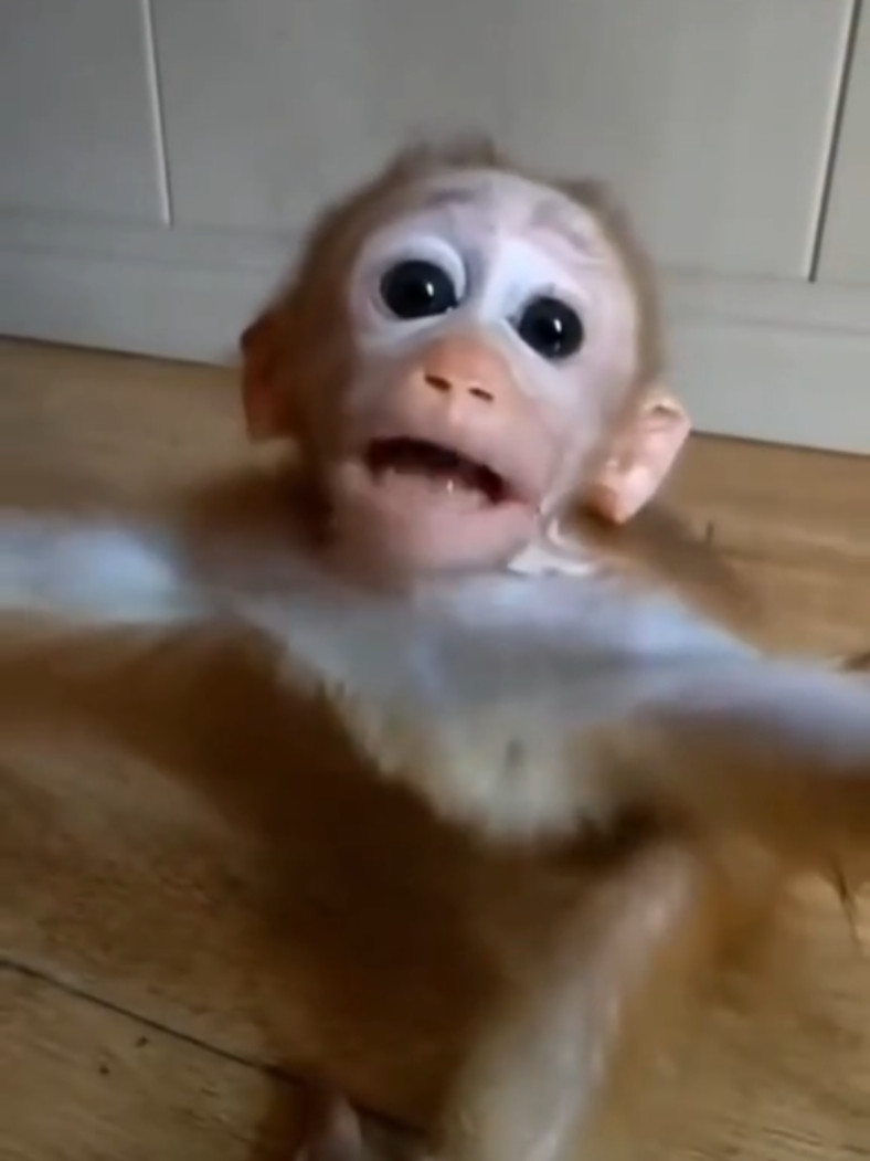@monkeymoo666