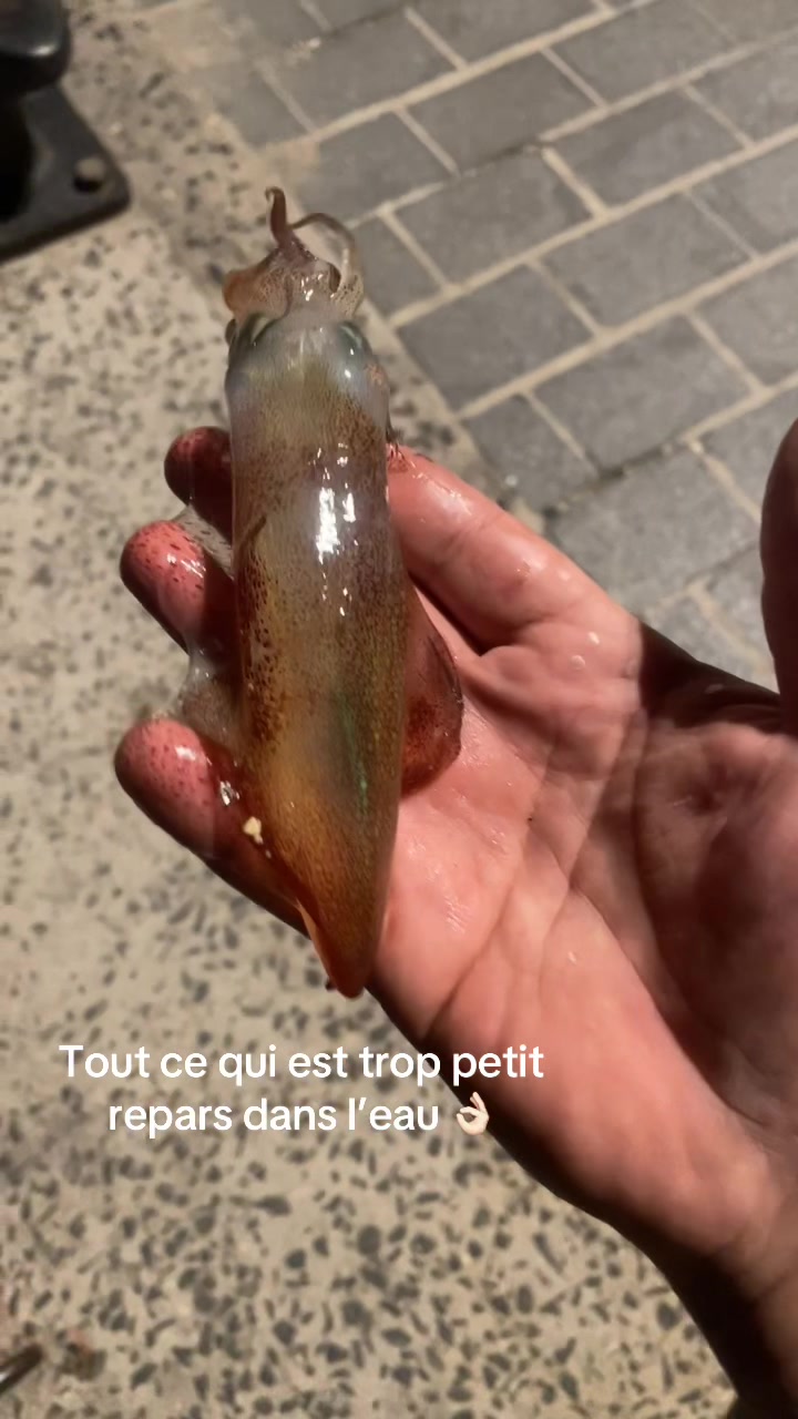 @P&ecirc;cheur Masqu&eacute;