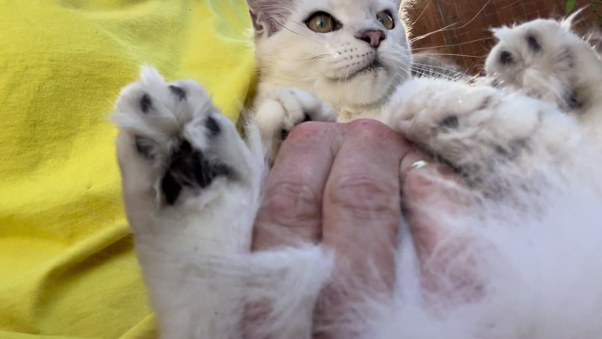 @Meercats MaineCoon