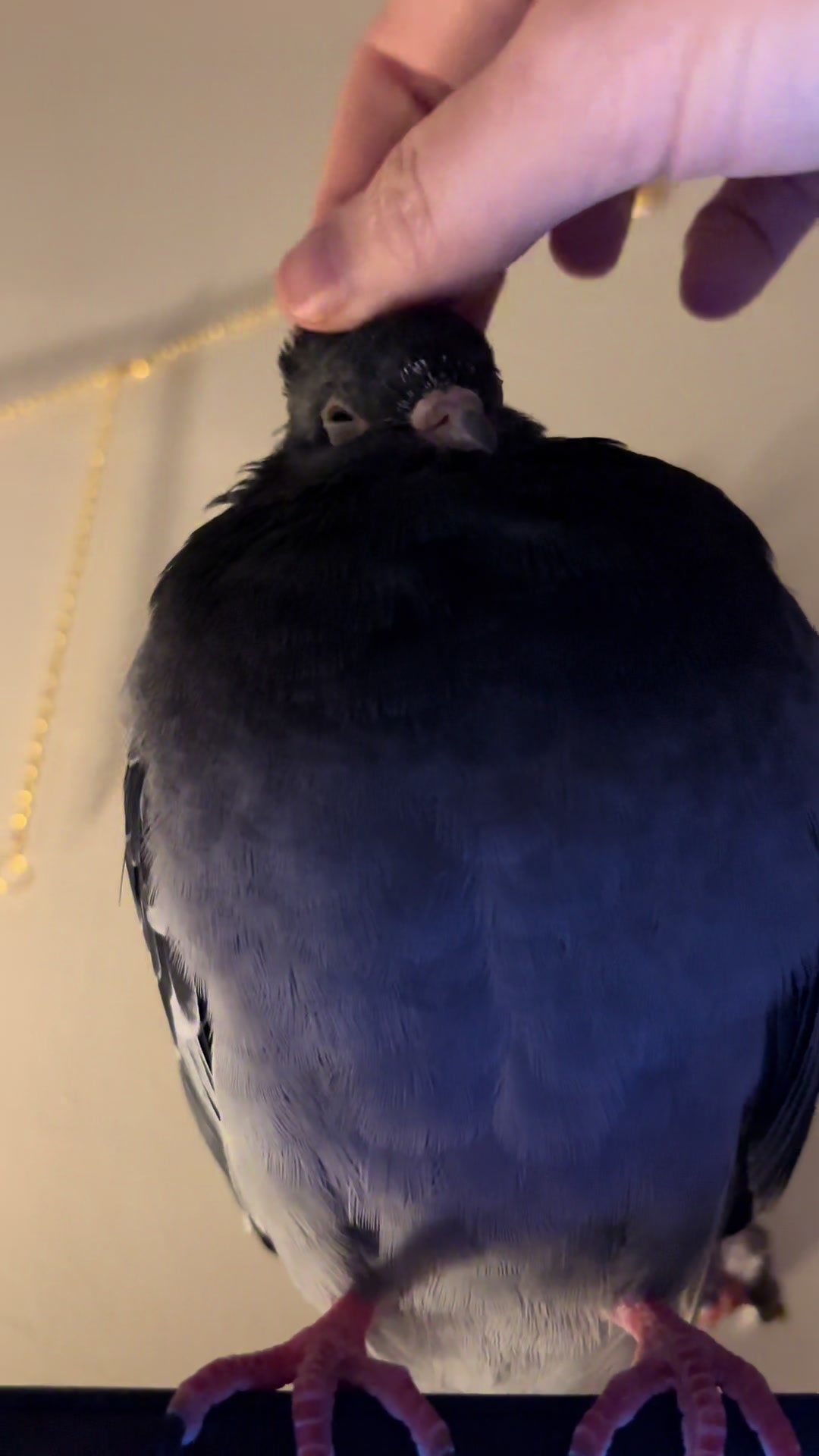 @Nekobutts 🐦
