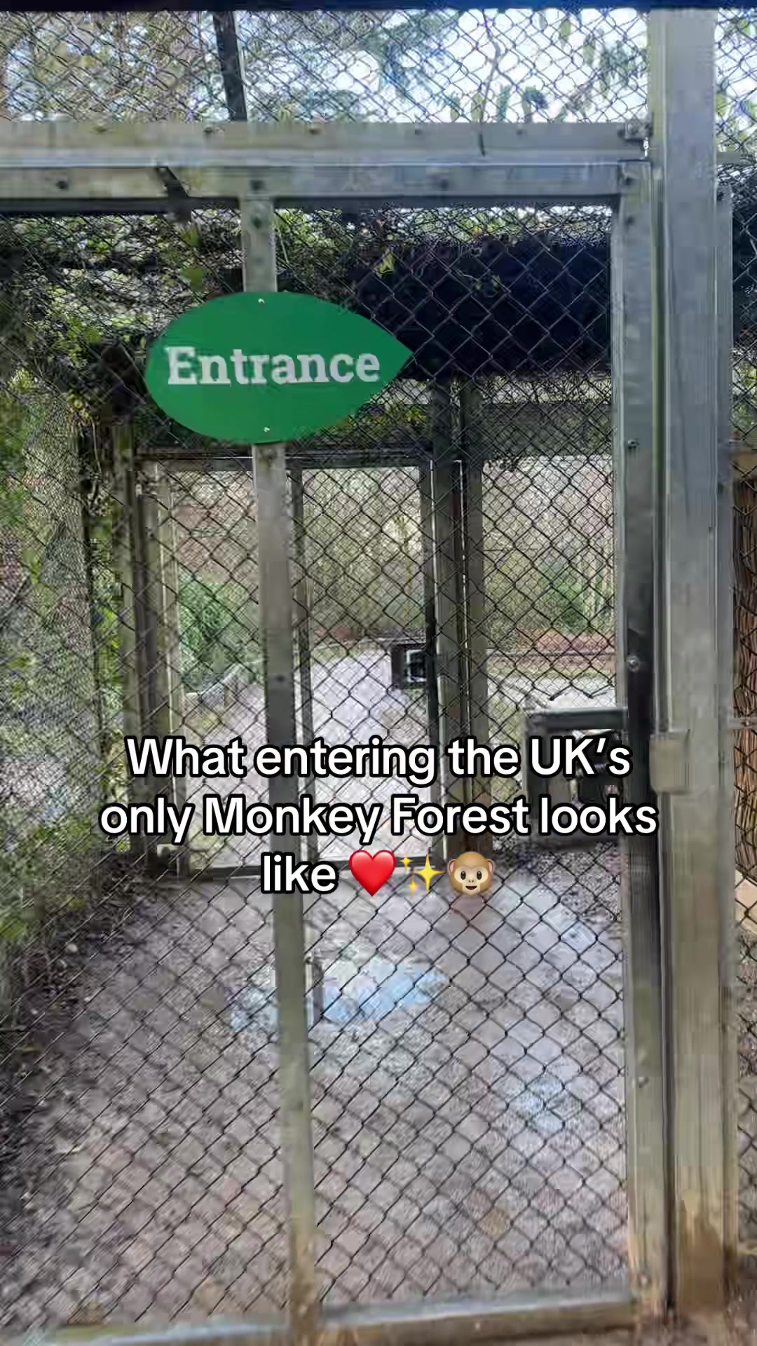 @Monkey Forest