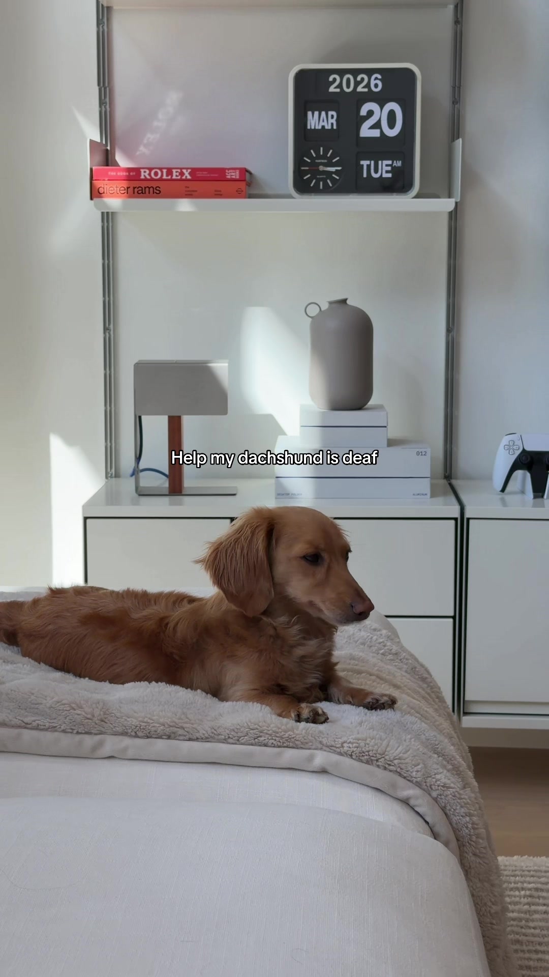 @cashewdachshund