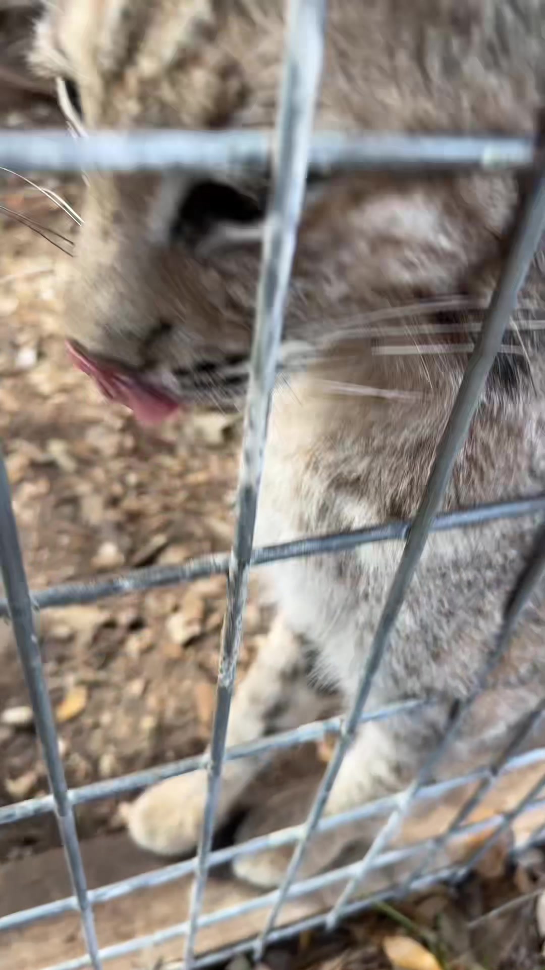 @Texas Wildlife Park