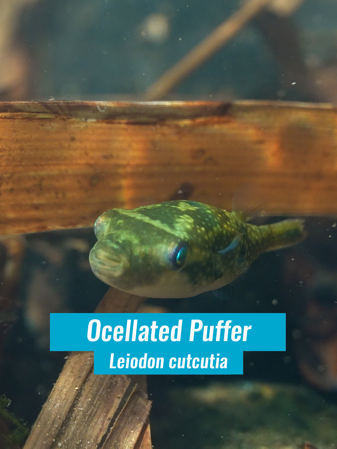 @Fishipedia world