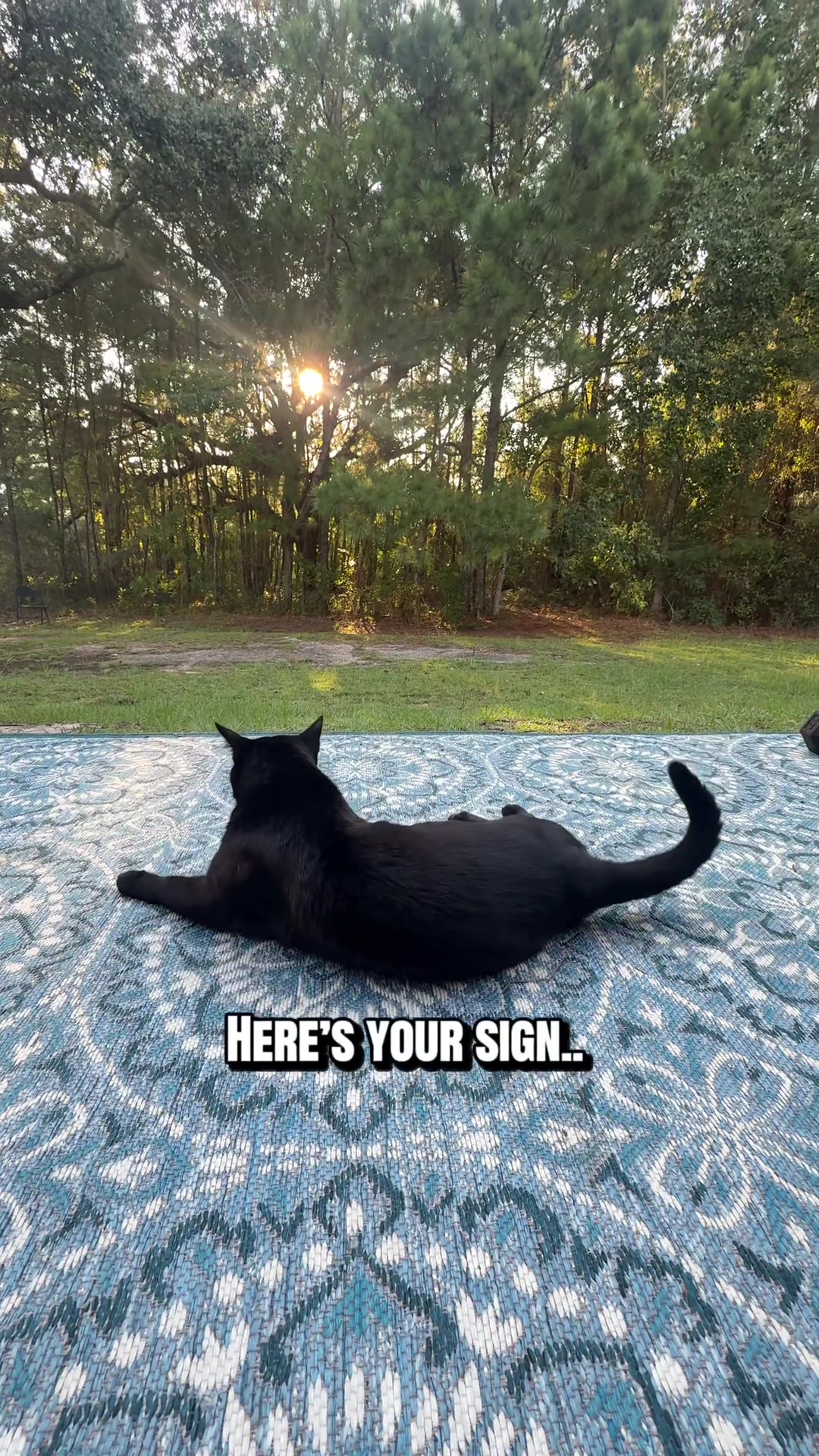 @Shiva The Forest Cat