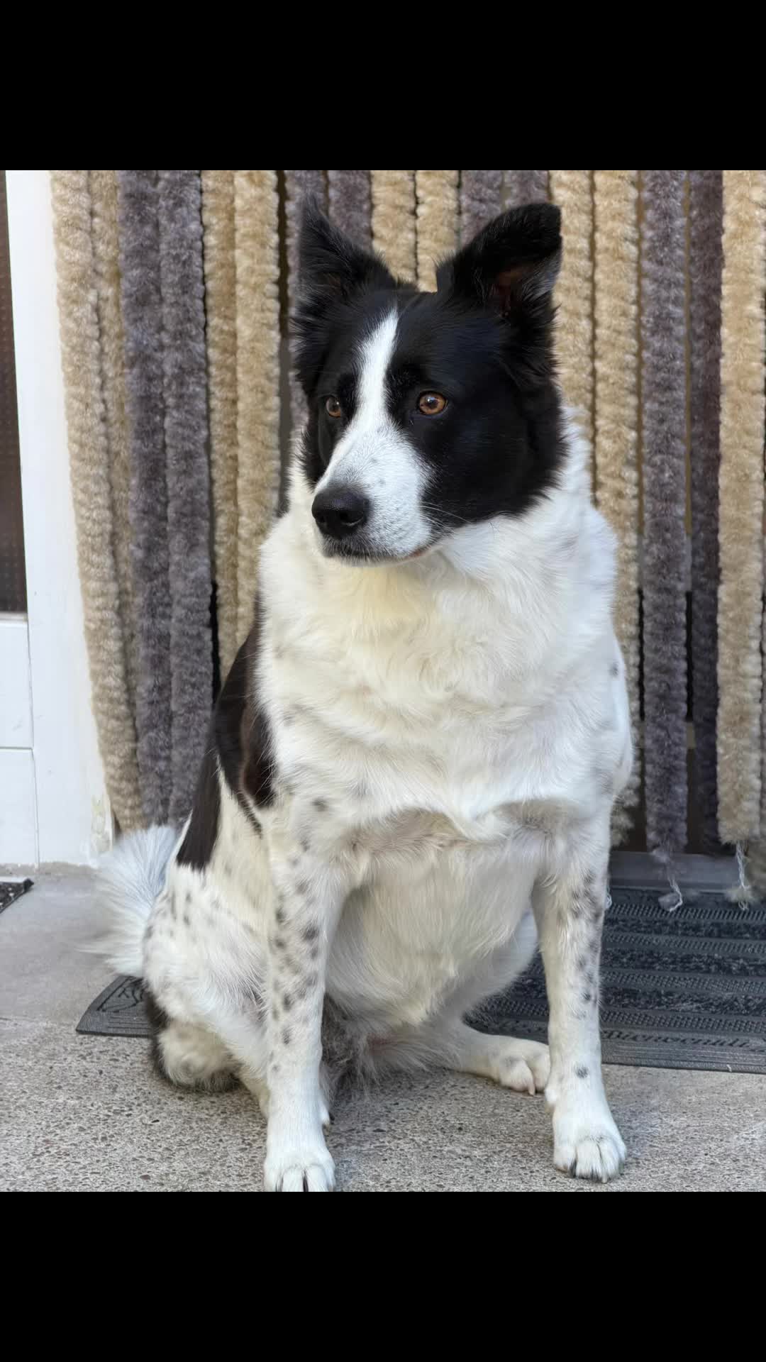 @PfotenwegeMitRoxy🐶