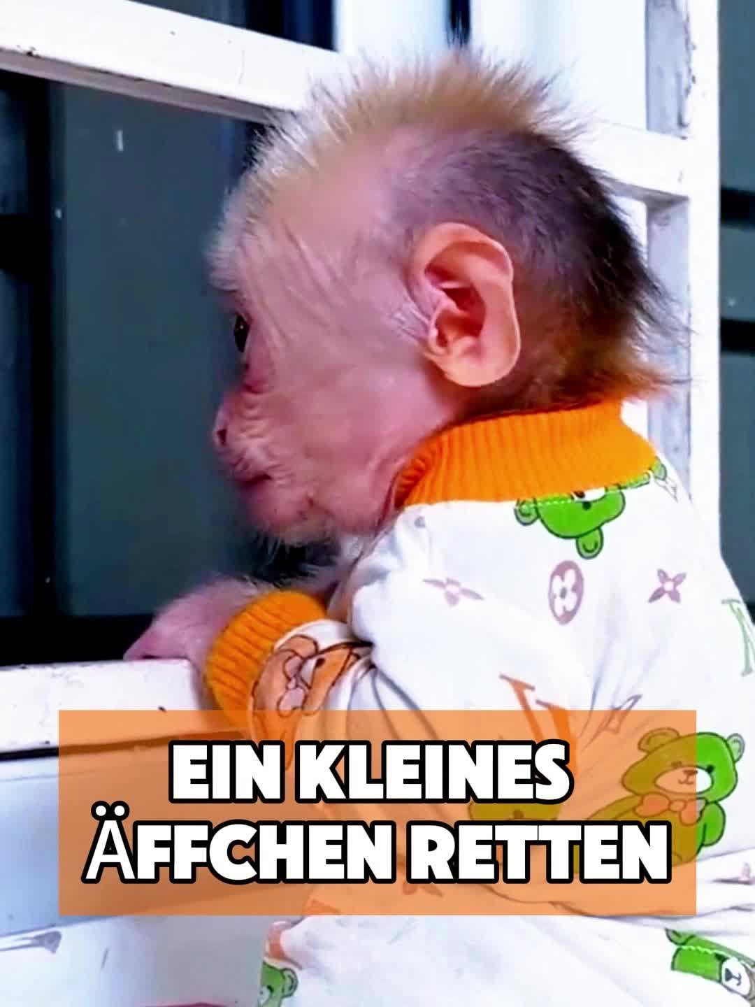 @toto_tier