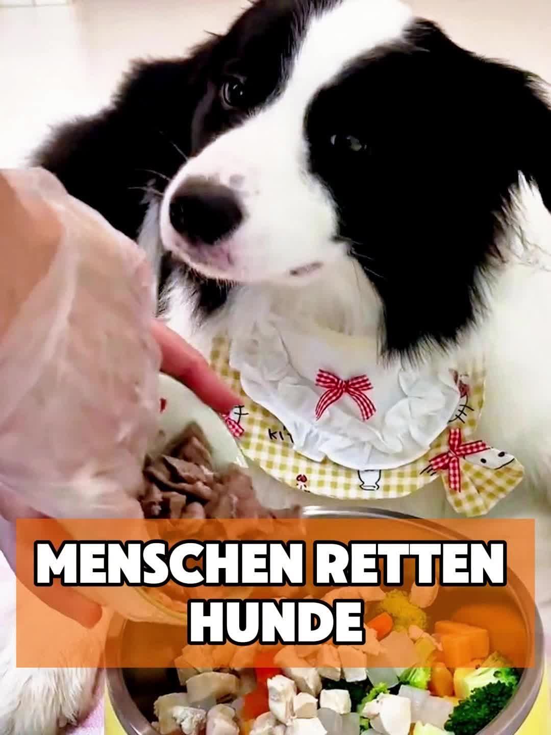 @toto_tier