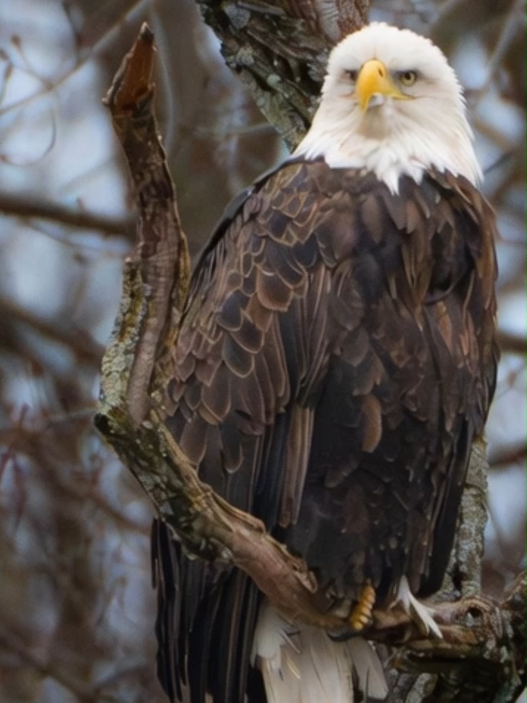 @Eagle Lover 143