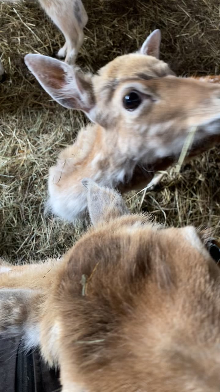 @Boo__Farm