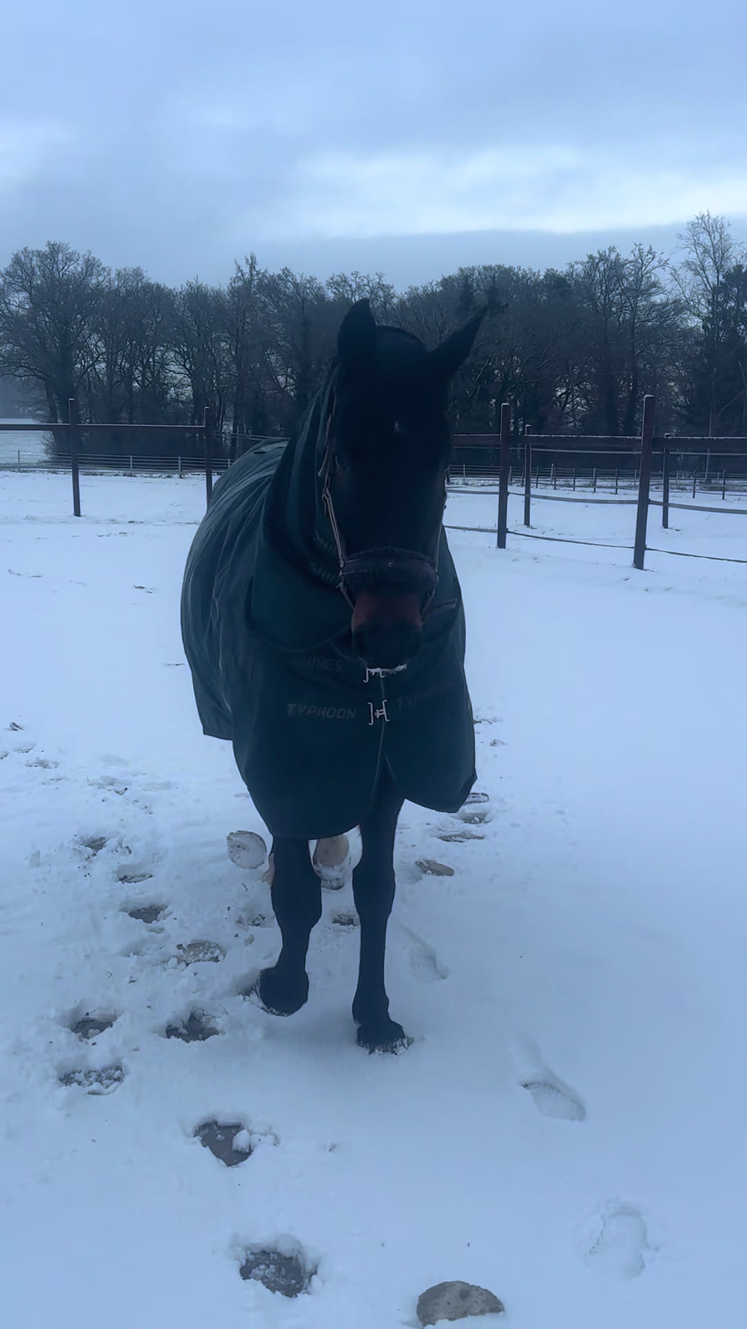 @Equestelli