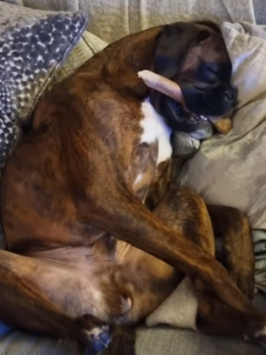 @Clive The Boxer Dog