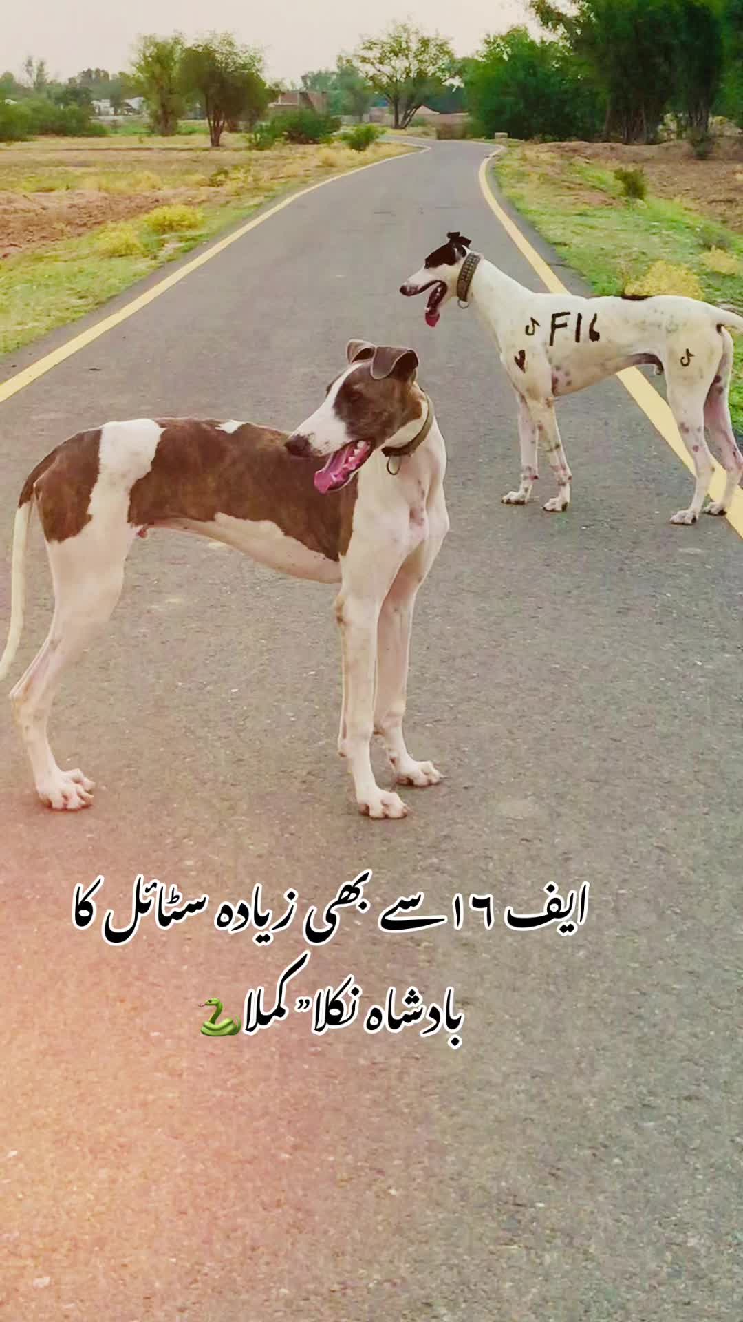 @شاہین گروپ آلہ🤟🔥F-16
