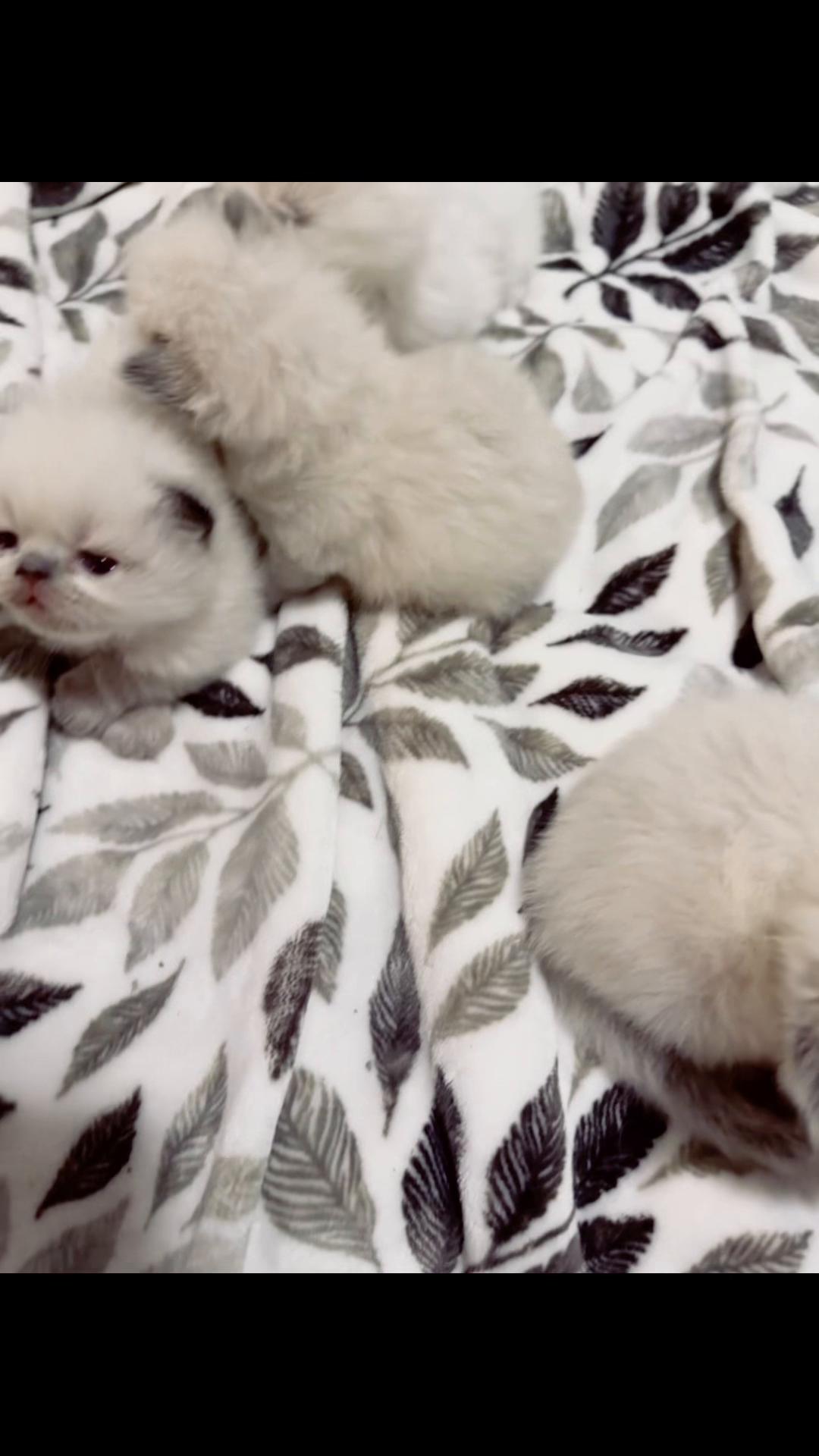 @PersianKitten
