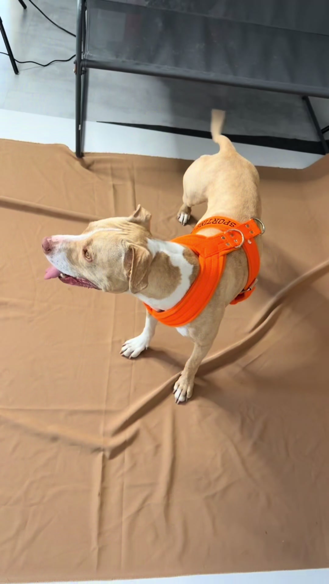 @kiara_isis_apbt