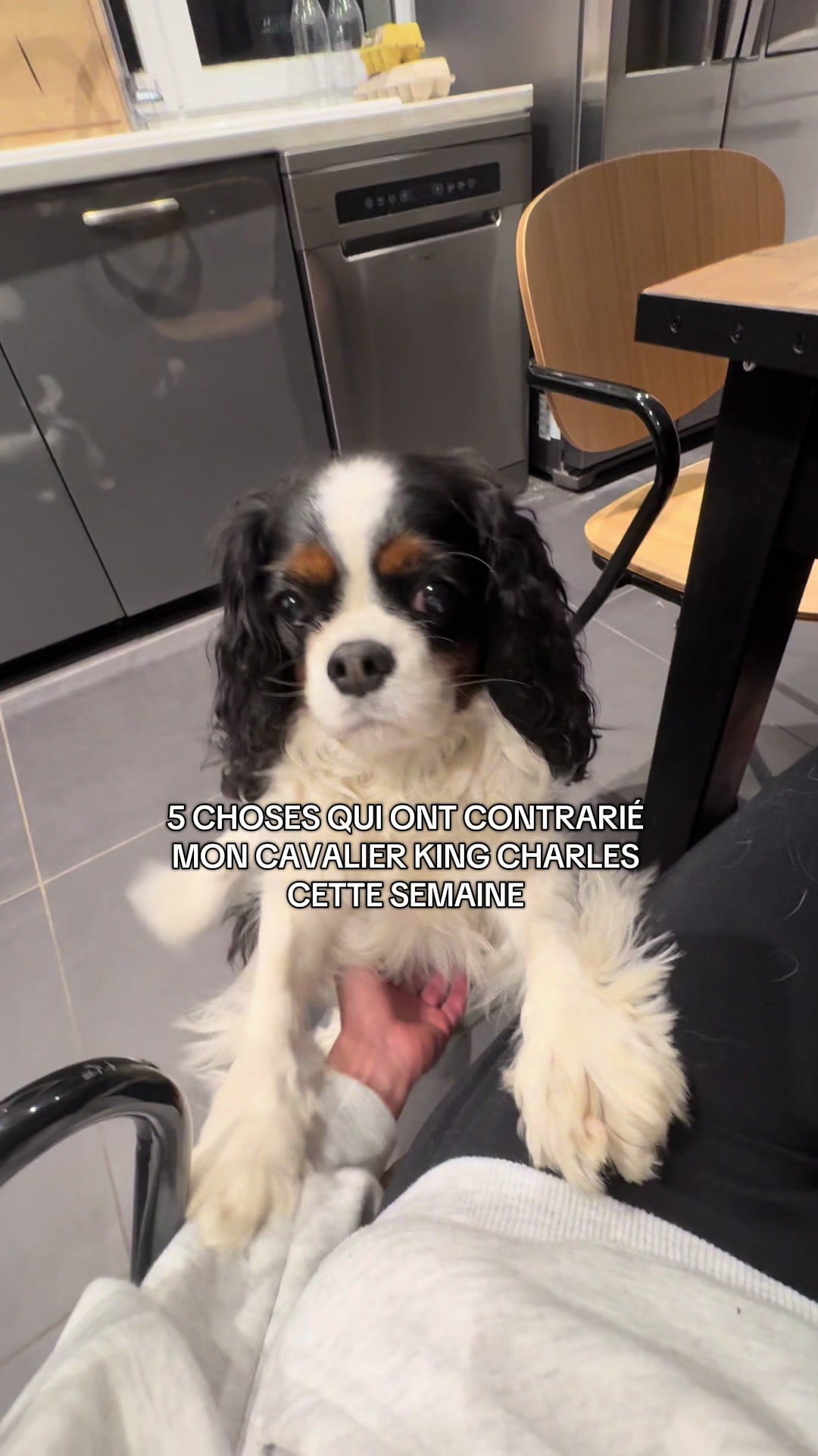 @Cavalier King Charles