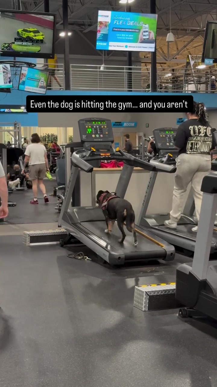 @PetFitness