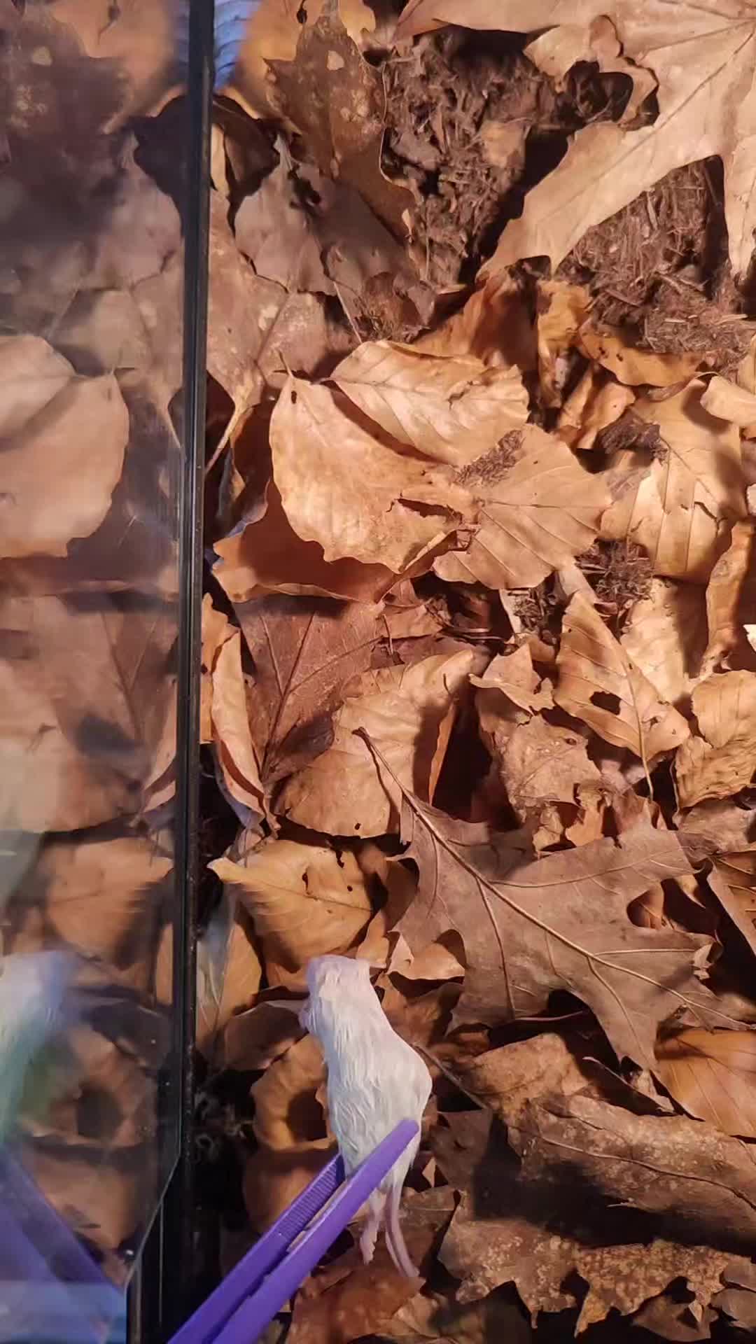 @Agkistrodonman