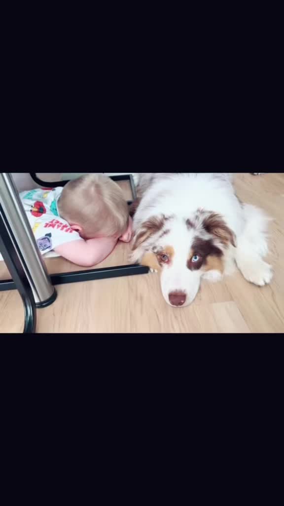 @Mylo_wird_zum_Assistenzhund